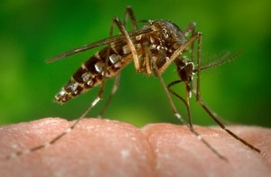 Mosquito transmissor do Zika Vírus
