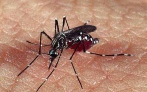 Zika Vírus faz mais três vítimas