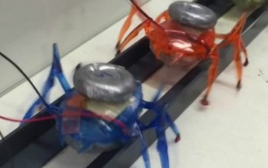 Pesquisadores criam robôs-formiga capazes de puxar um carro