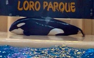 Orca sai de piscina por 10 minutos em "tentativa de suicídio" durante show