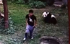 Panda gigante agarra chinês que invadiu jaula para impressionar mulheres 