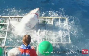 Tubarão invade gaiola de mergulhador no México 