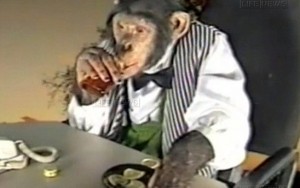 Macaco fumante que trabalhava em cassino morre aos 24 anos 