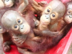 Bebês orangotangos são resgatados dentro de táxi na Tailândia