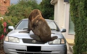 Lobo-marinho passeia pelas ruas e escala carro em subúrbio australiano