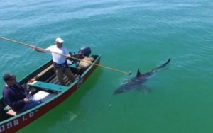 Imagem mostra momento tenso em que pescadores são cercados por tubarão branco