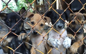 Coreia do Sul fecha maior mercado de carne de cachorro antes de Jogos de Inverno