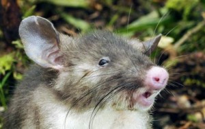 "O rato comeu toda maconha": polícia culpa roedores por sumiço de 25 kg de droga
